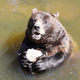 Brown bear holding some food.